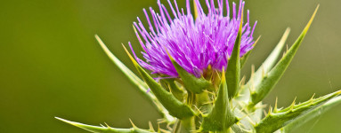 Pestrec mariánsky (Silybum marianum)